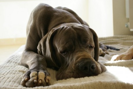 EL PAPA: B'READY DES TERRES DE LA RAIRIE